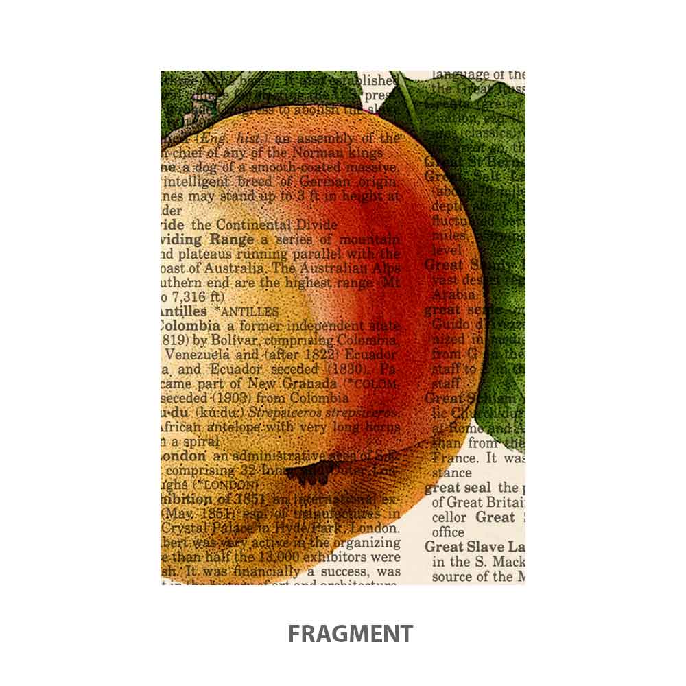 Apple and Butterfly art print Natalprint fragment